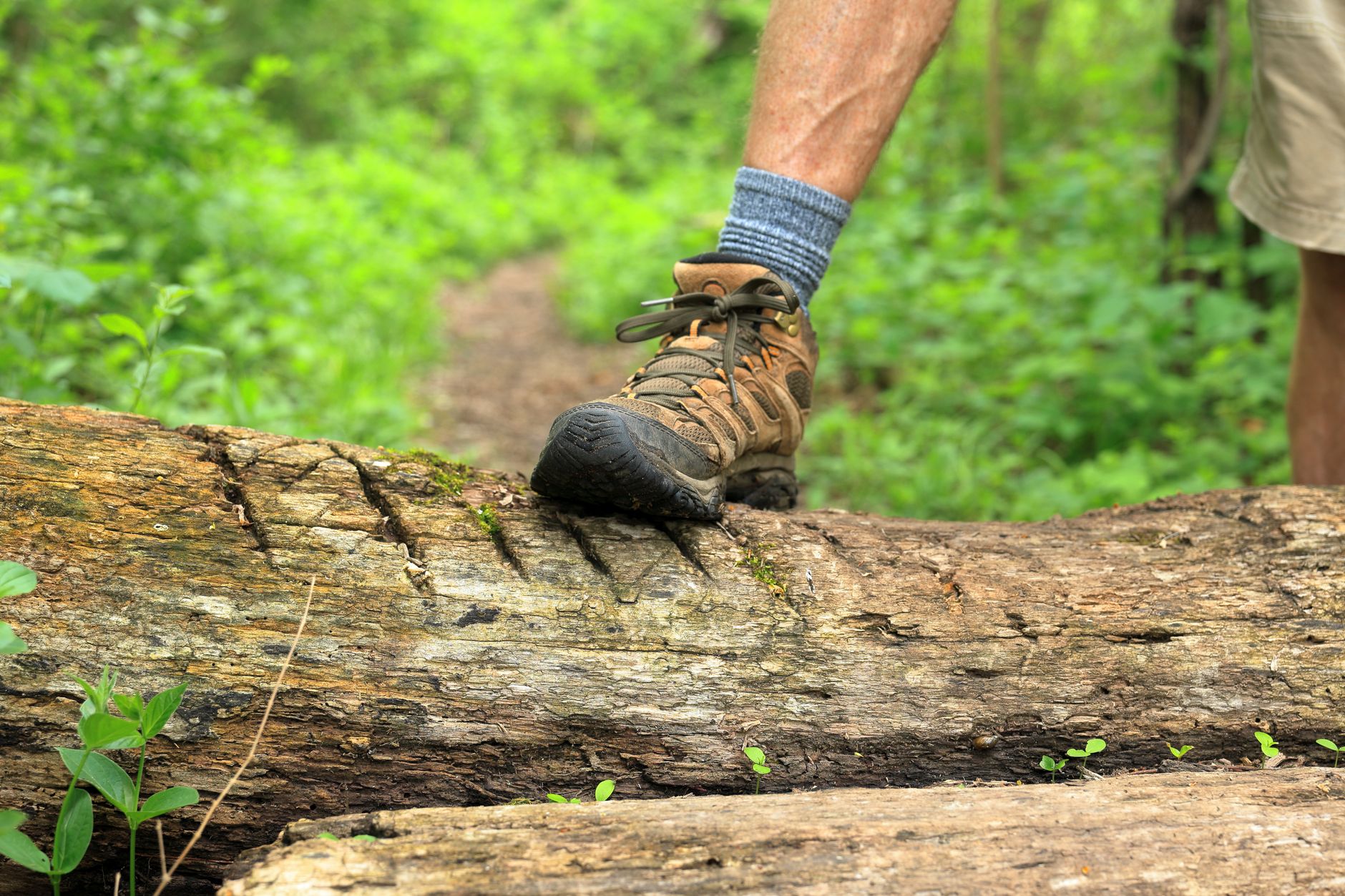 A hiker's boot stepping over a fallen log on a lush forest trail, representing outdoor adventure.