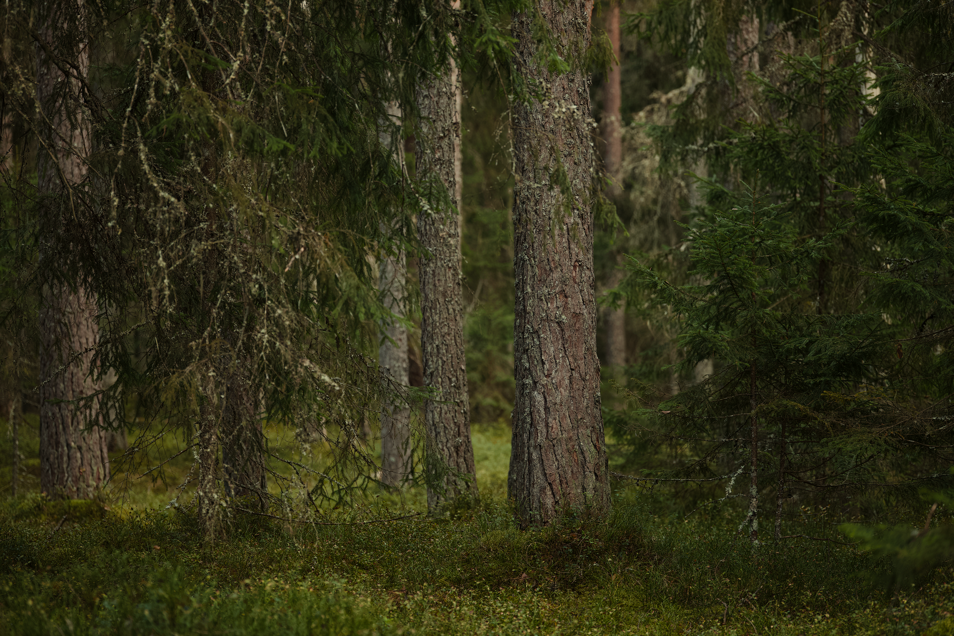 Section Hike